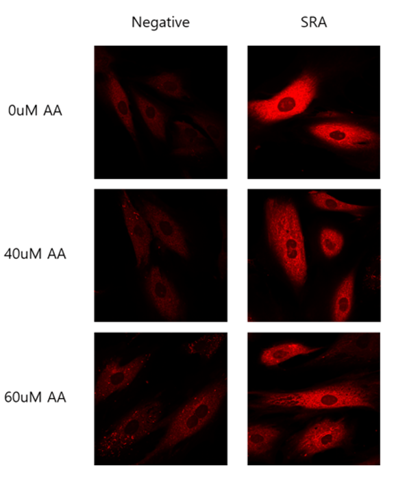 Aktivität der Mitochondrien bei Schallvibrationen - Therapiegold